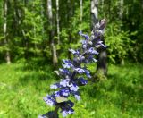 Ajuga reptans. Соцветие. Подмосковье, окр. г. Одинцово, опушка смешанного леса. Май 2017 г.