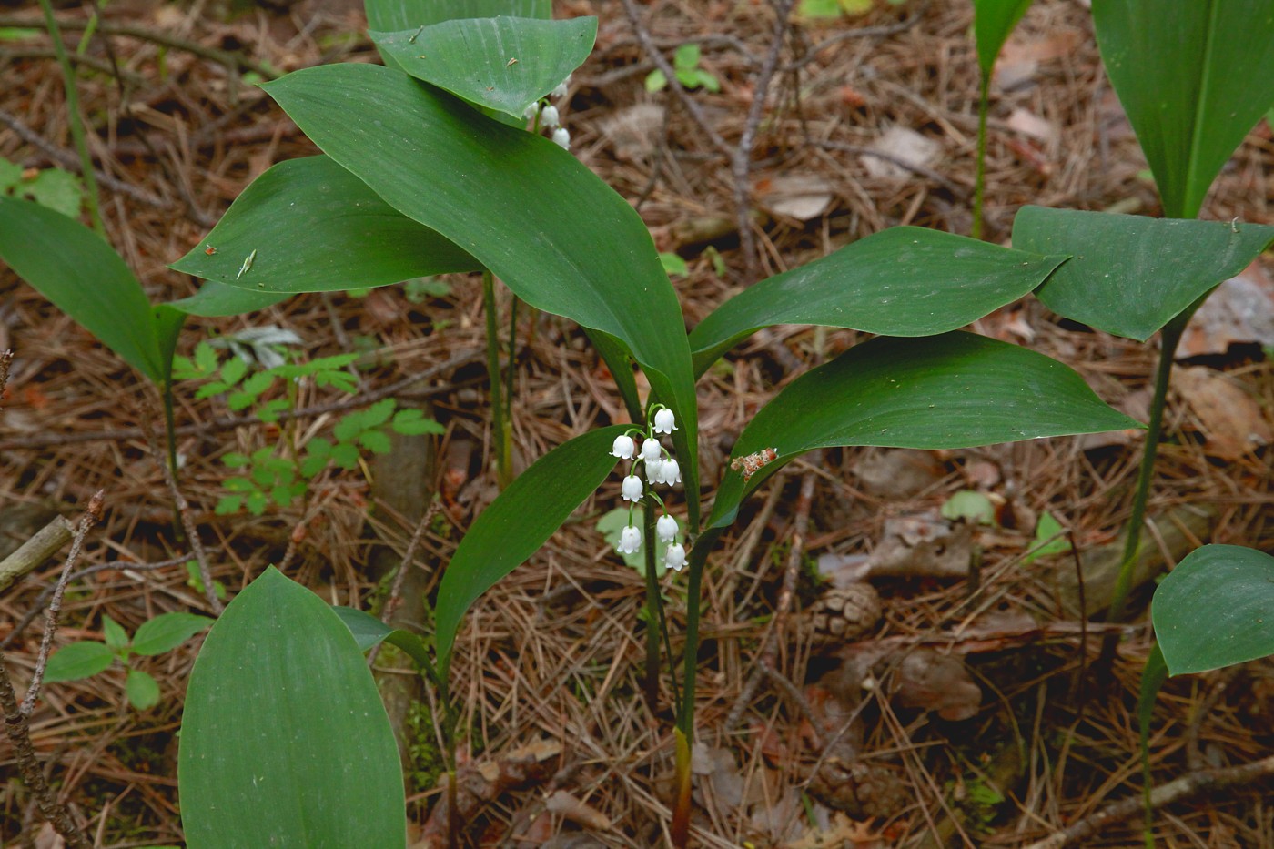 Изображение особи Convallaria majalis.