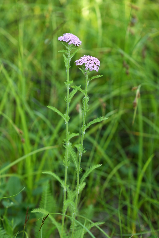 Изображение особи Achillea asiatica.