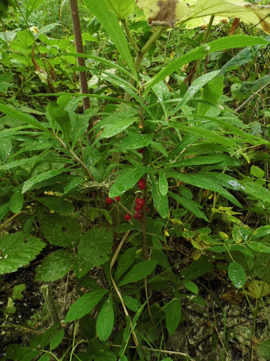 Изображение особи Daphne mezereum.