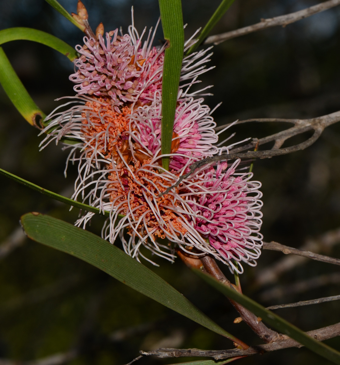 Image of Hakea multilineata specimen.