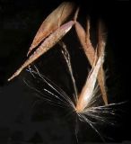 Смотреть изображение Calamagrostis angustifolia