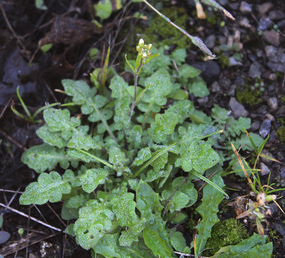 Image of Arabidopsis arenosa specimen.