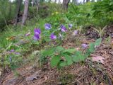 Lathyrus humilis