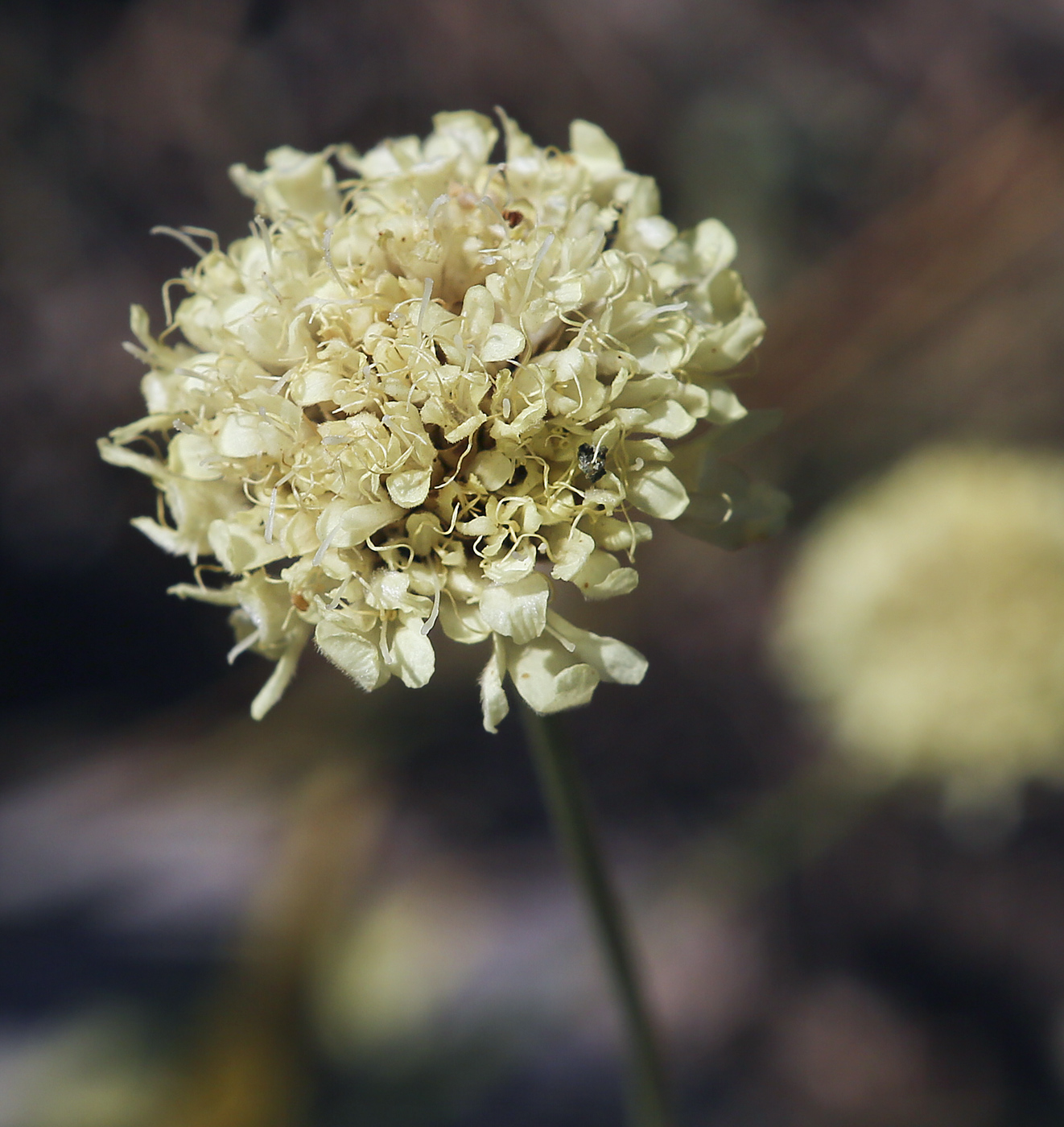 Изображение особи Cephalaria coriacea.