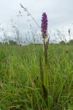 Dactylorhiza incarnata. Цветущее растение. Ленинградская обл., Волосовский р-н, суходольный разнотравно-злаковый луг. 16.07.2017.