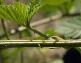 Rubus canescens