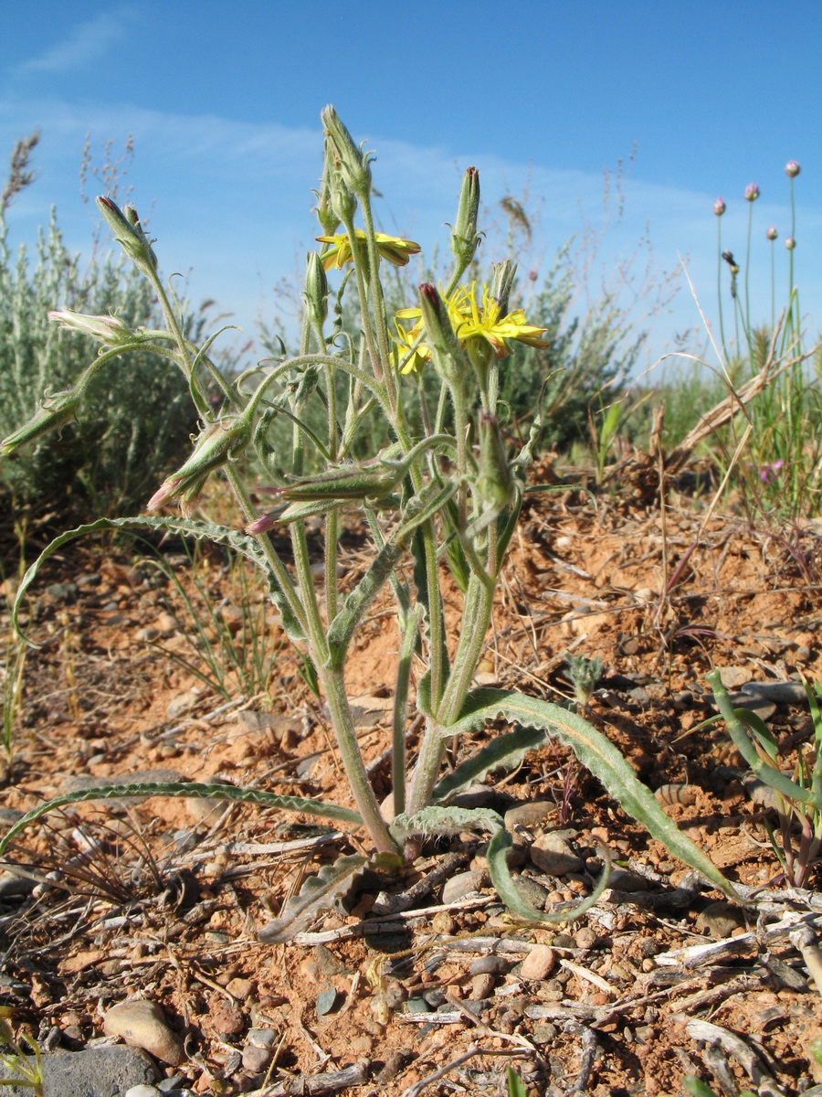 Image of Scorzonera sericeolanata specimen.