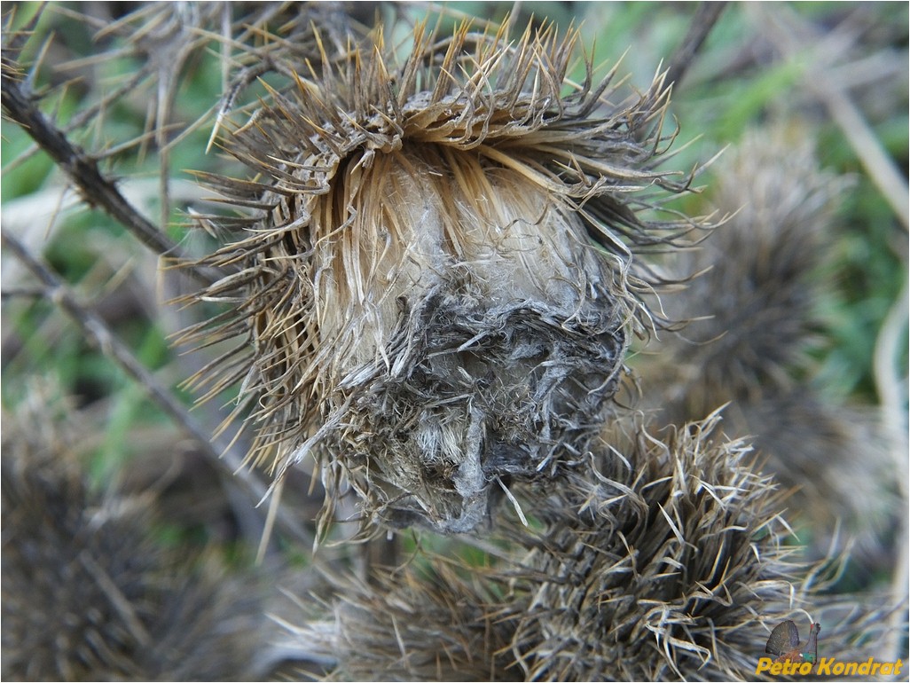 Изображение особи Cirsium vulgare.