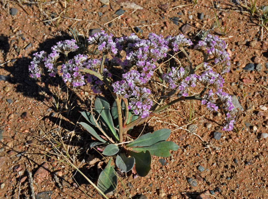 Изображение особи Goniolimon speciosum.