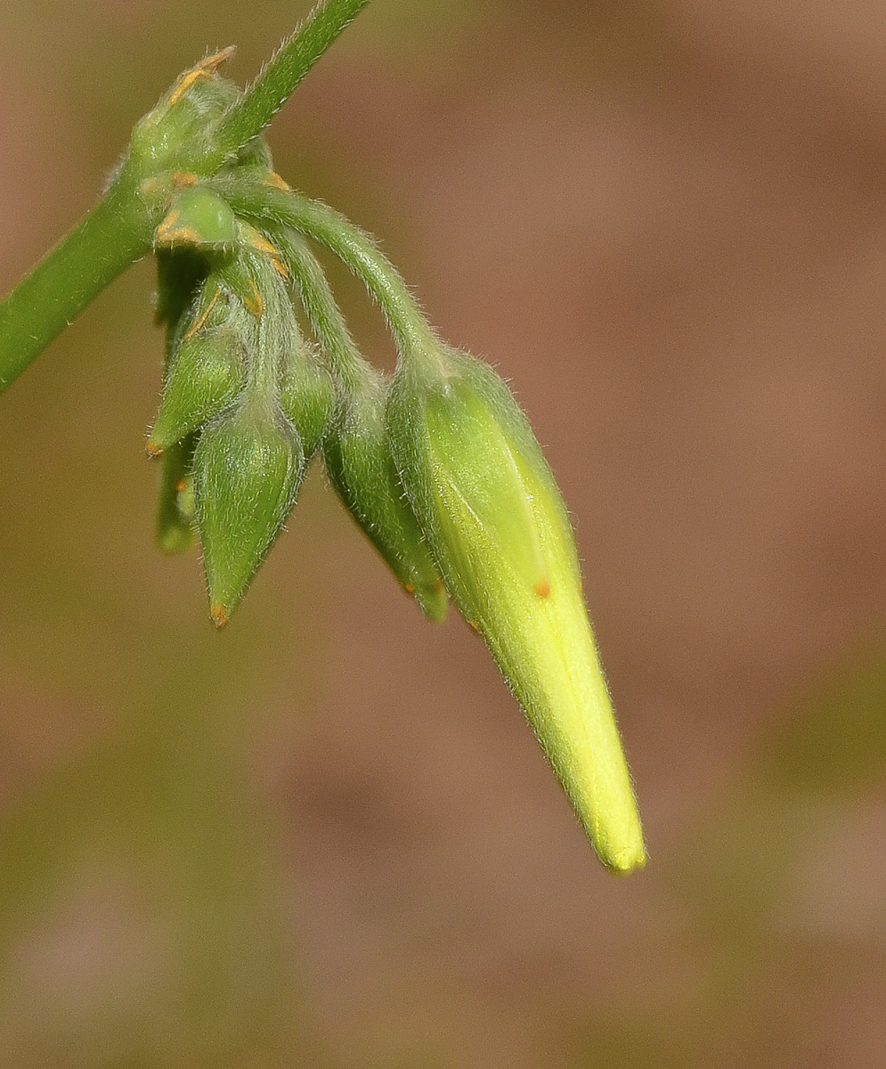 Image of Oxalis pes-caprae specimen.