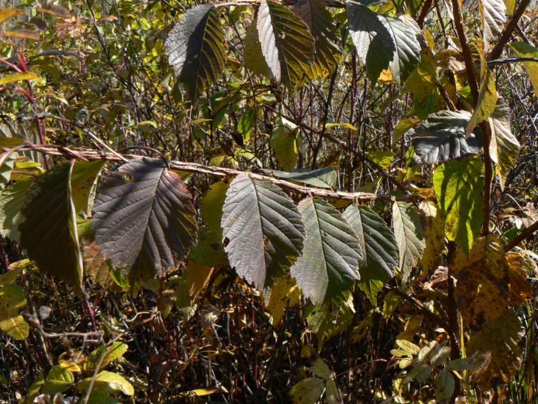 Image of Ulmus japonica specimen.