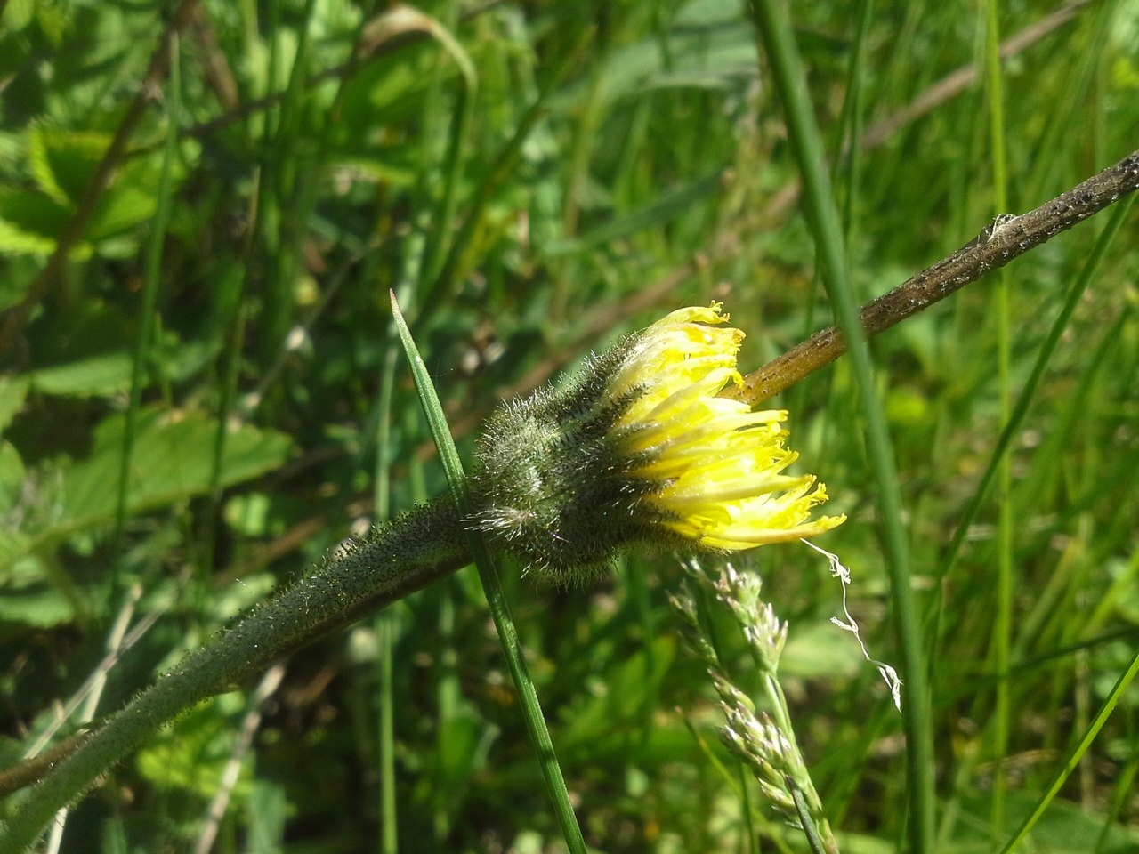 Image of Pilosella officinarum specimen.