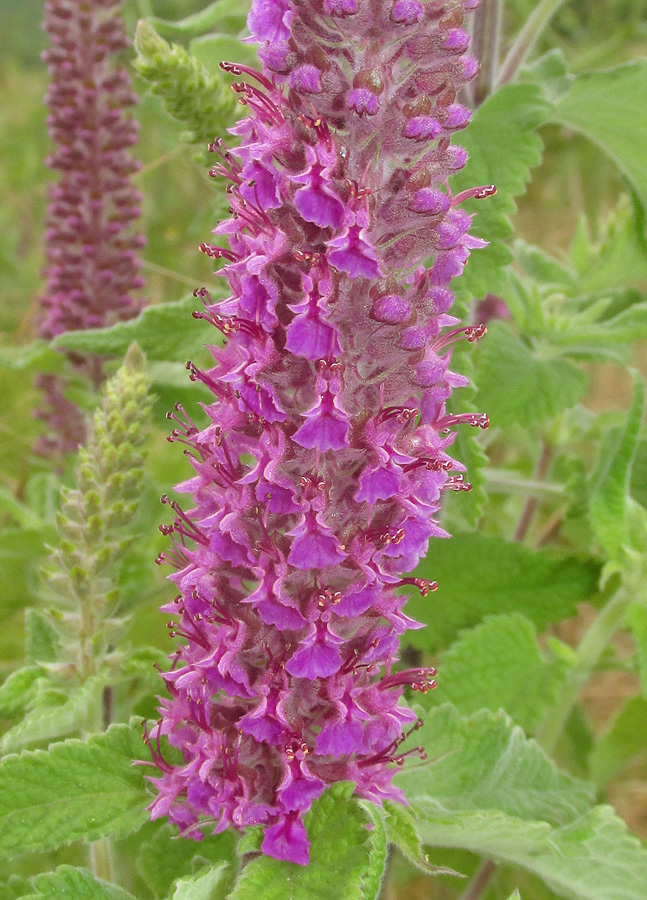 Изображение особи Teucrium hircanicum.