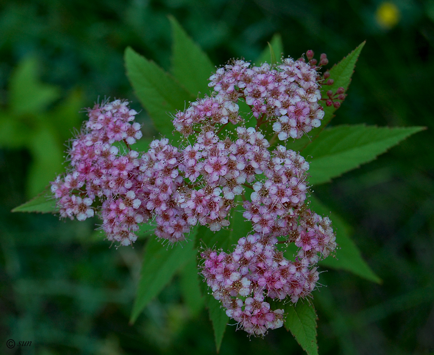 Image of Spiraea japonica specimen.