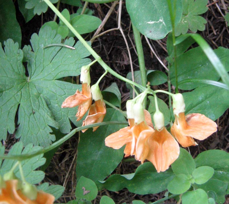 Изображение особи Lathyrus gmelinii.