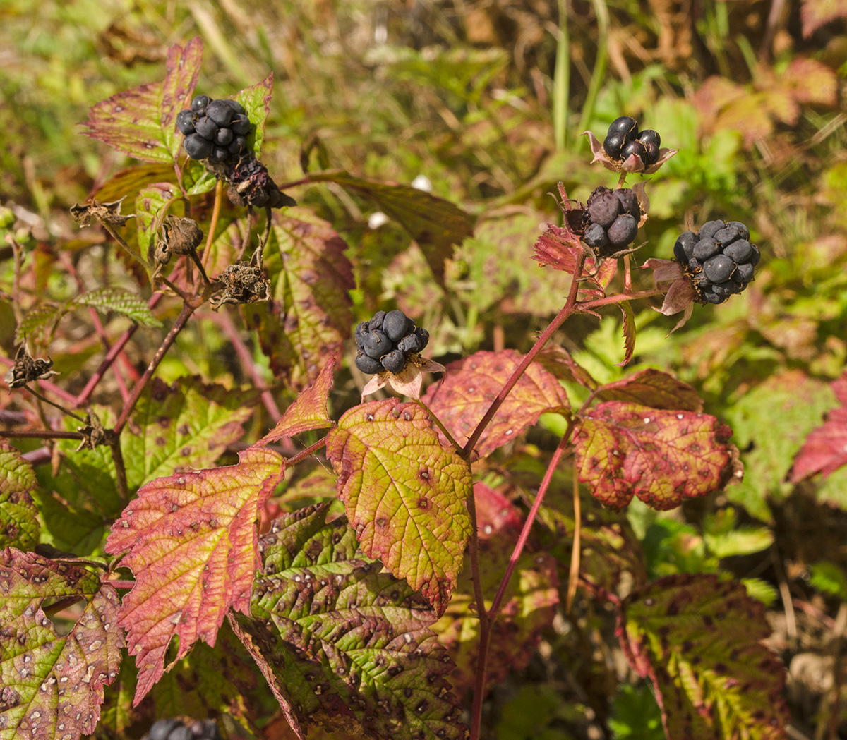 Изображение особи Rubus caesius.