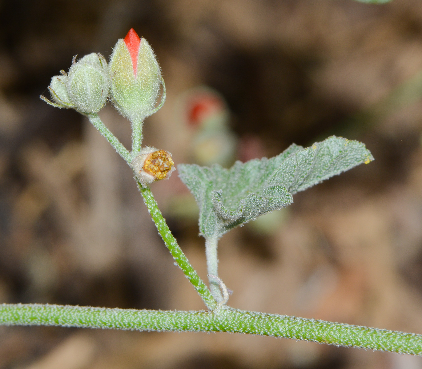 Image of Sphaeralcea grossulariifolia specimen.