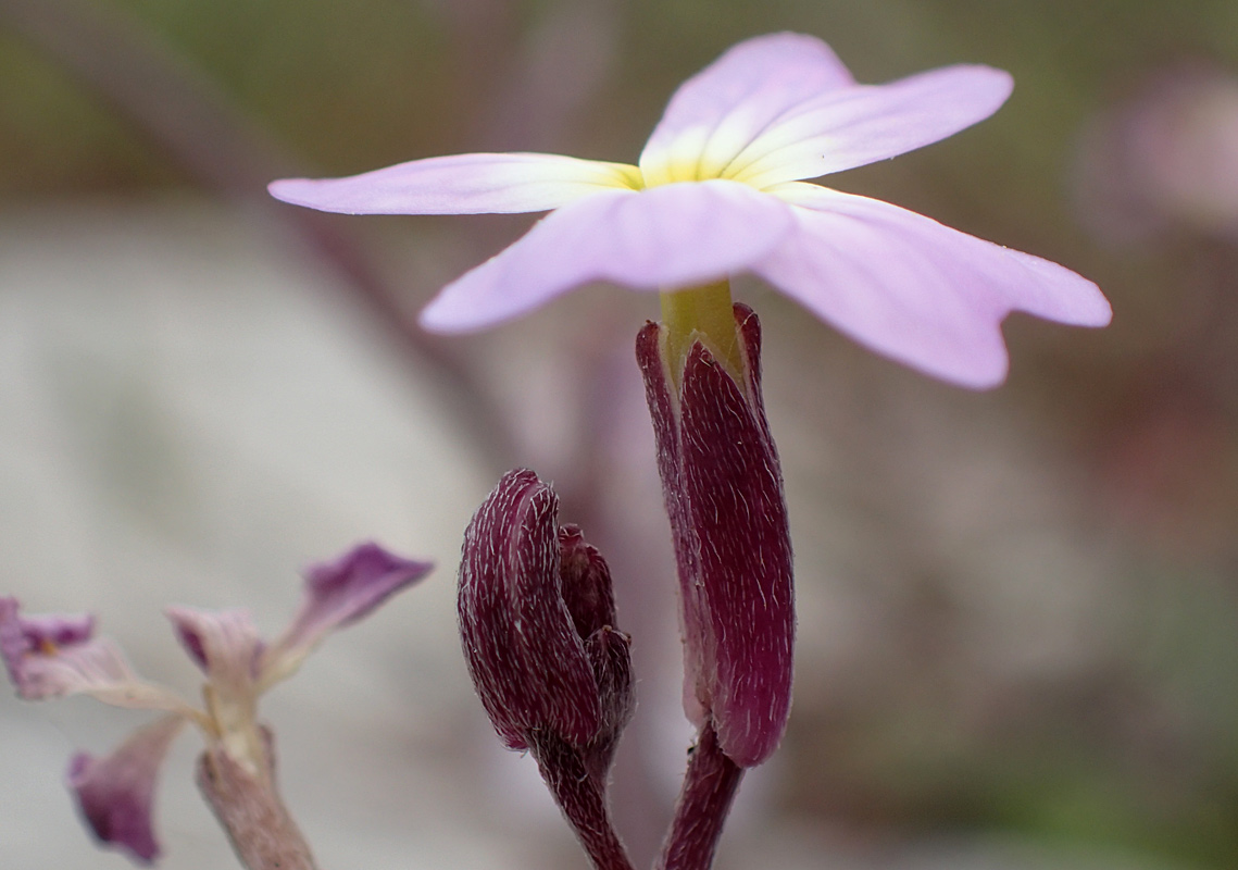 Изображение особи Malcolmia flexuosa.