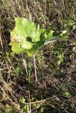 Petasites spurius