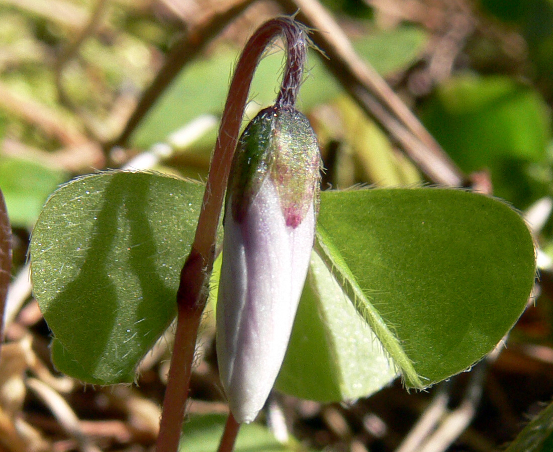 Image of Oxalis acetosella specimen.