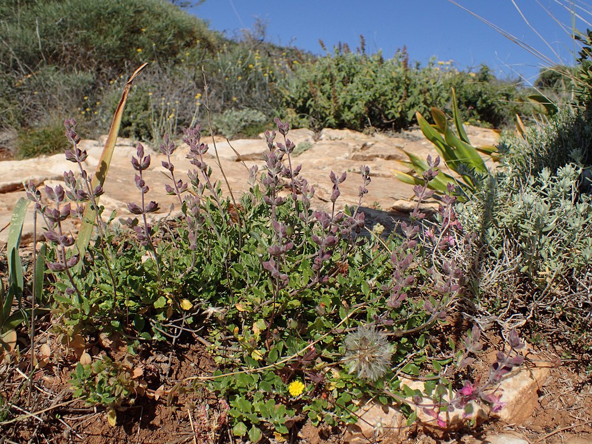 Image of Teucrium divaricatum specimen.