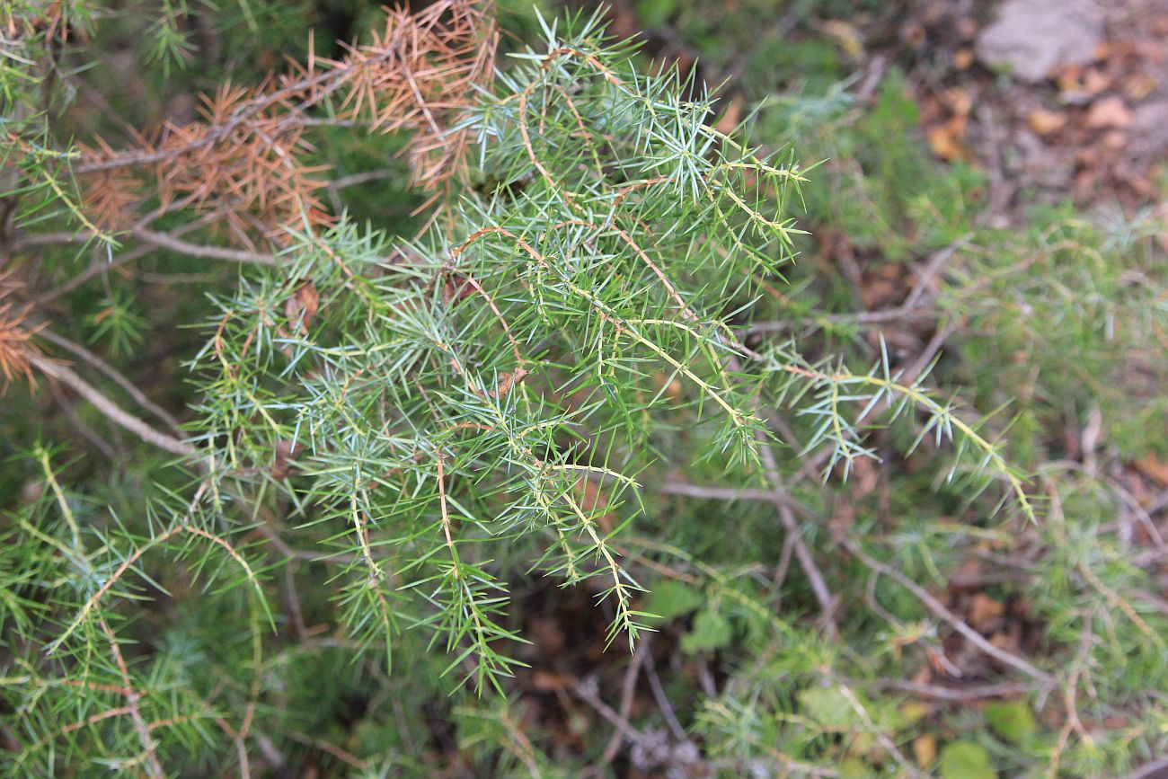 Image of Juniperus oblonga specimen.