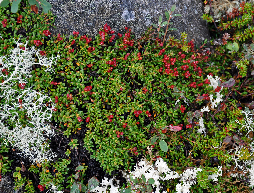 Image of Loiseleuria procumbens specimen.