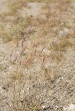 Hordeum bogdanii