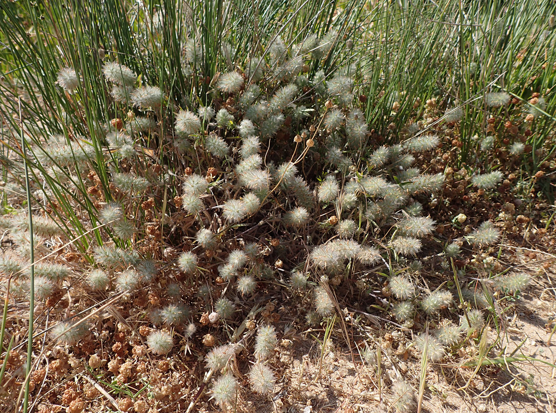 Image of Trifolium angustifolium specimen.