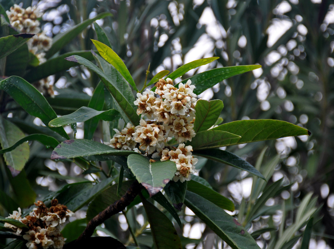 Image of Eriobotrya japonica specimen.