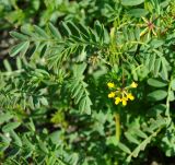 Hippocrepis multisiliquosa. Верхушка побега с соцветием. Республика Кипр, окр. г. Лимасол (Λεμεσός), пляж. 13.02.2019.