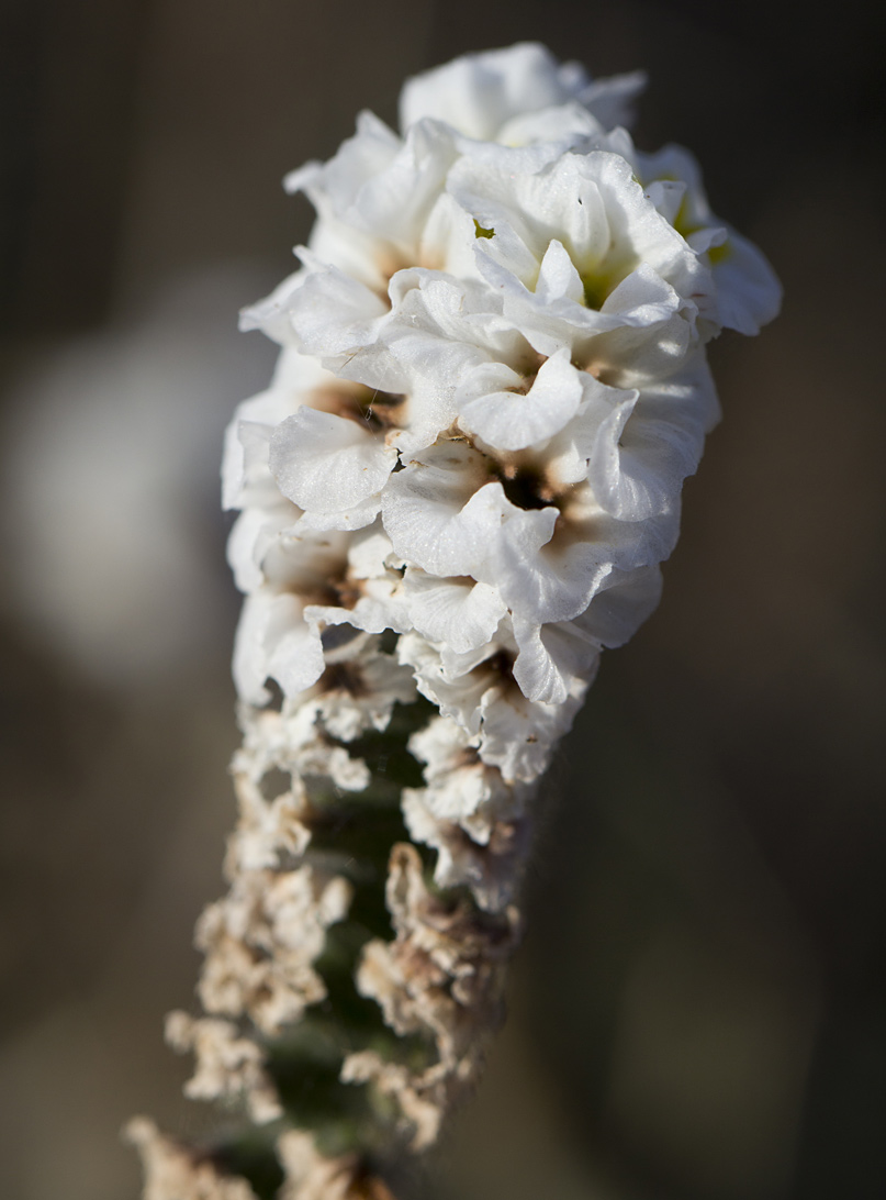 Image of Heliotropium hirsutissimum specimen.