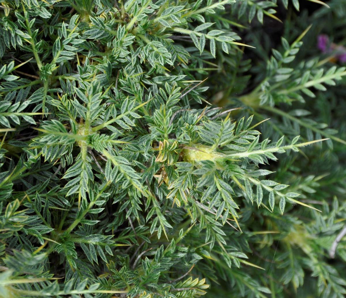 Image of Astragalus echinus specimen.