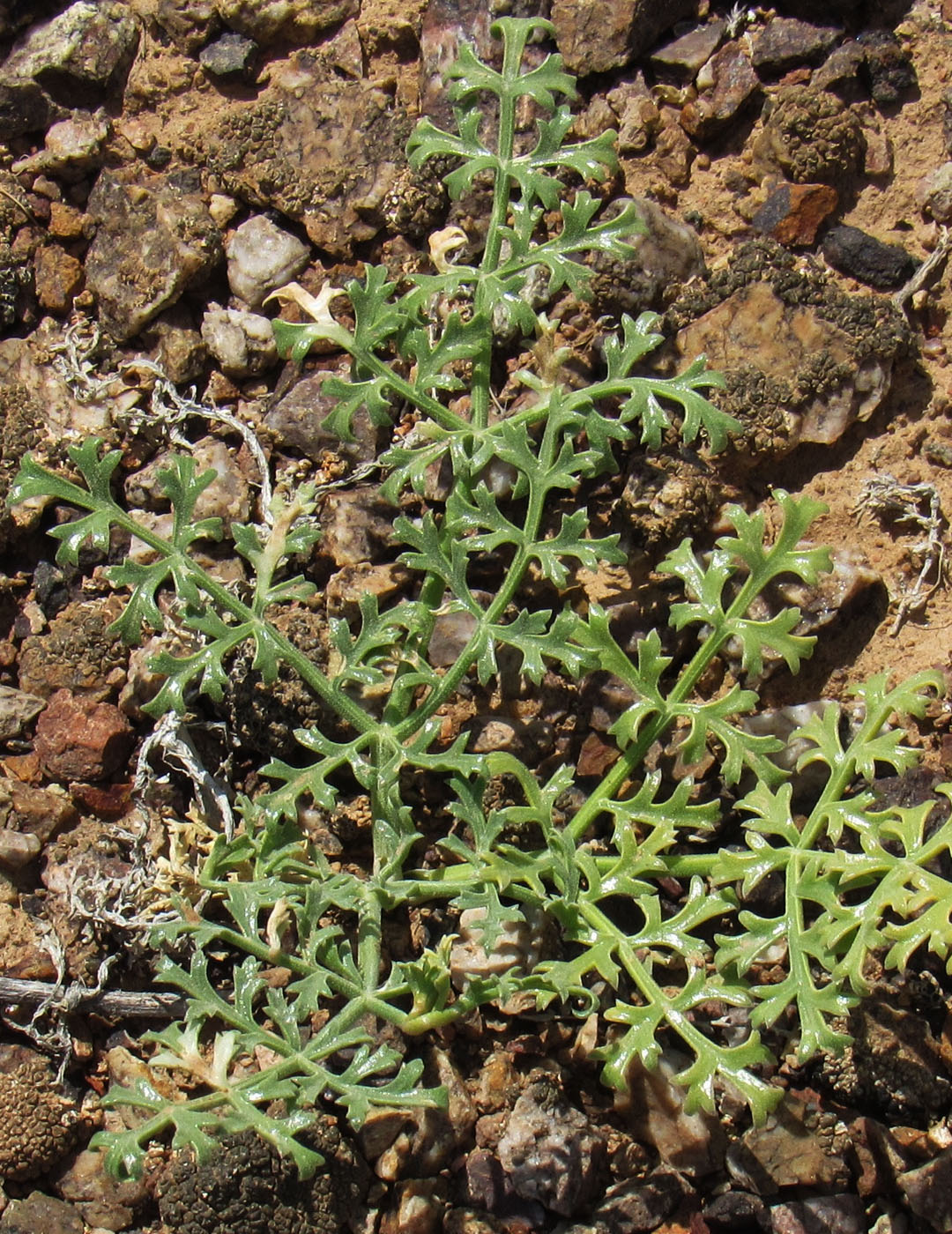 Image of Ferula syreitschikowii specimen.