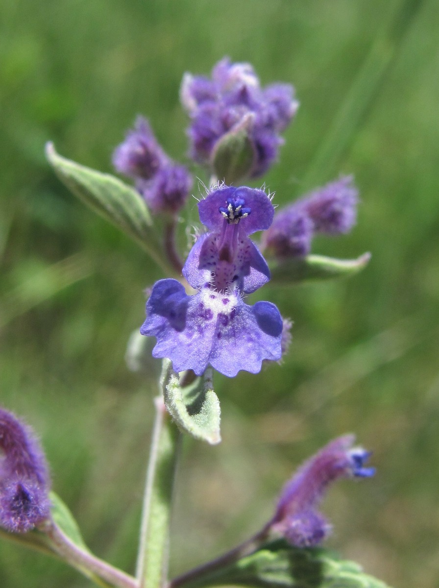 Изображение особи Nepeta cyanea.