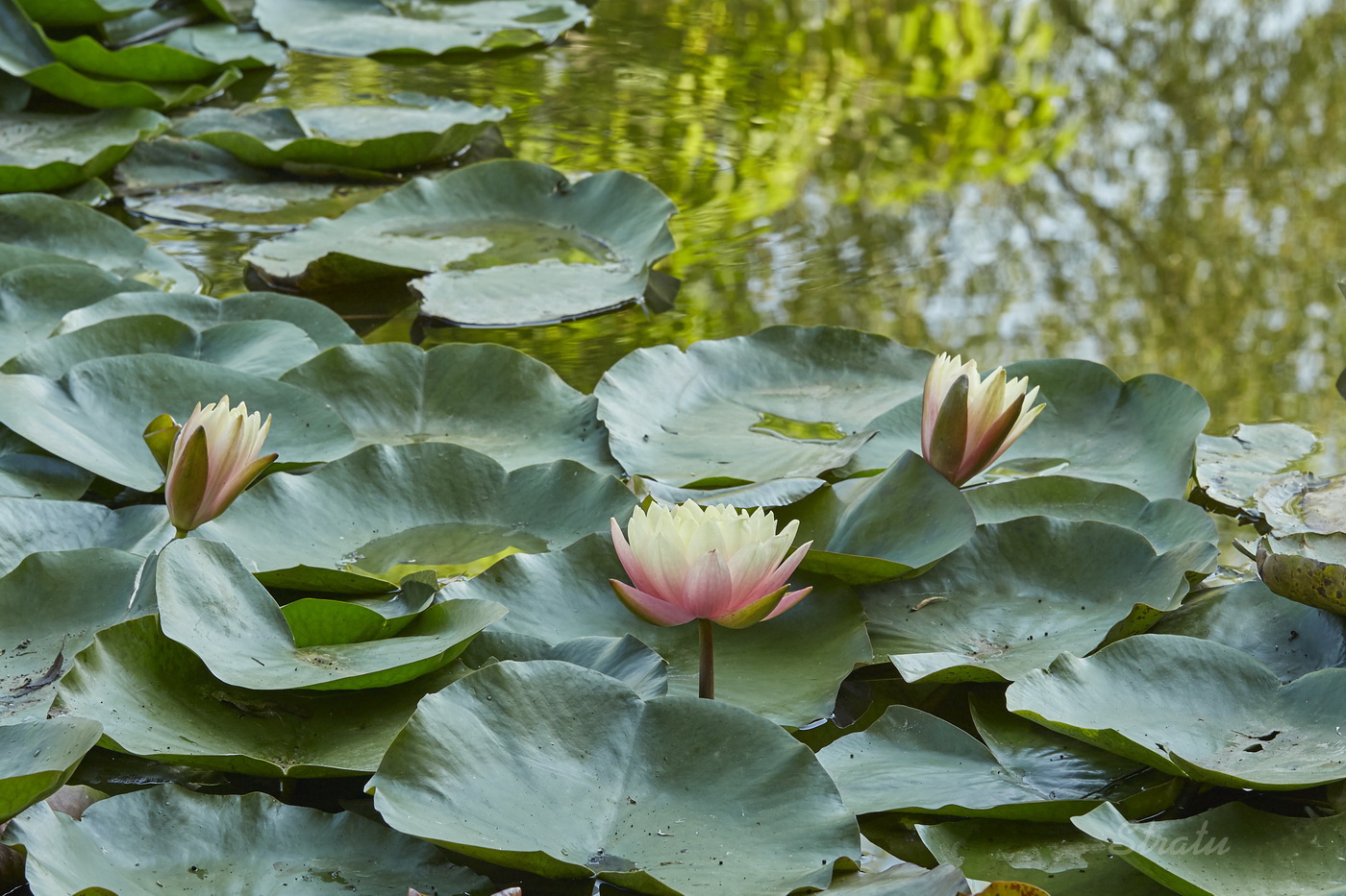 Изображение особи Nymphaea &times; marliacea.