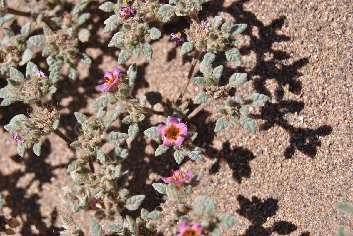 Image of Tiquilia atacamensis specimen.