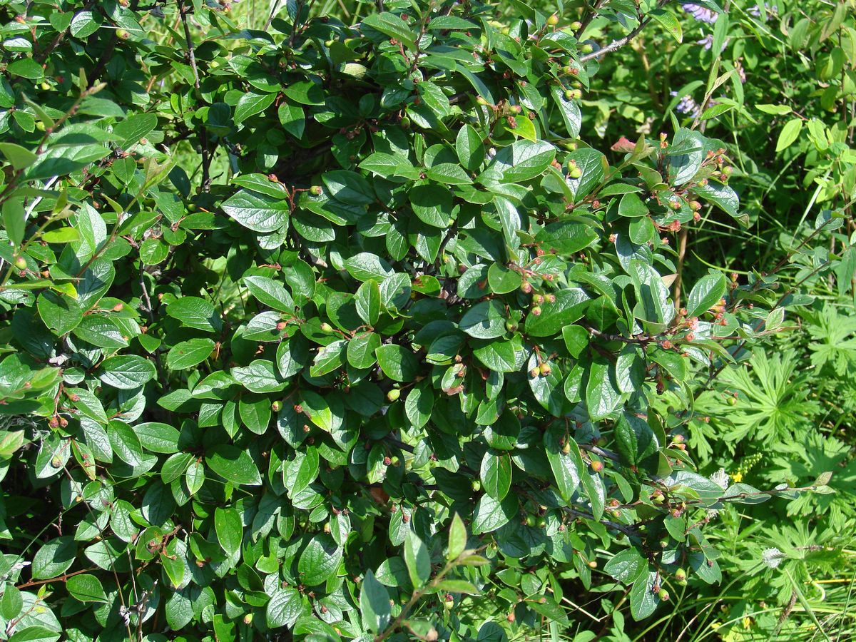 Image of Cotoneaster lucidus specimen.