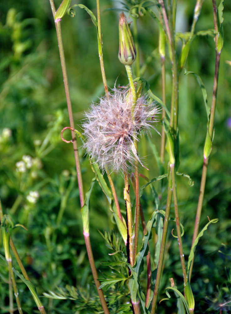 Image of genus Tragopogon specimen.