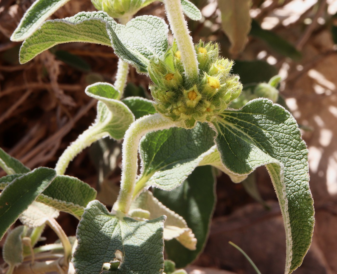 Image of Phlomis platystegia specimen.