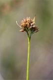 Rhynchospora alba. Верхушка побега с соплодием. Ленинградская обл., Лужский р-н, окр. оз. Бахманское, окраина болота Машутинский Мох рядом с сосновым бором. 18.08.2019.