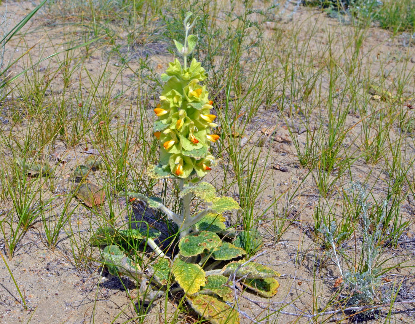 Image of Eremostachys molucelloides specimen.