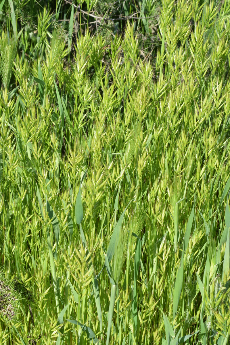 Image of Bromus scoparius specimen.