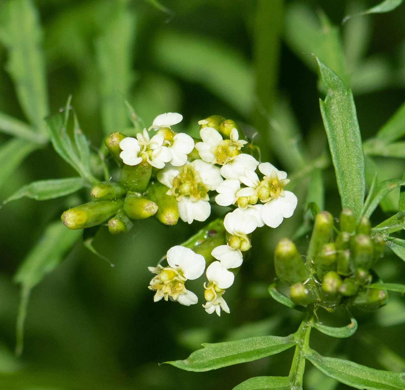 Image of Tagetes minuta specimen.