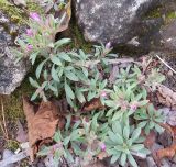 Collomia debilis