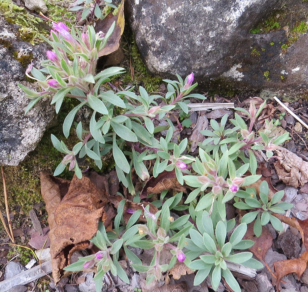 Image of Collomia debilis specimen.