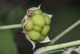 Rubus caesius