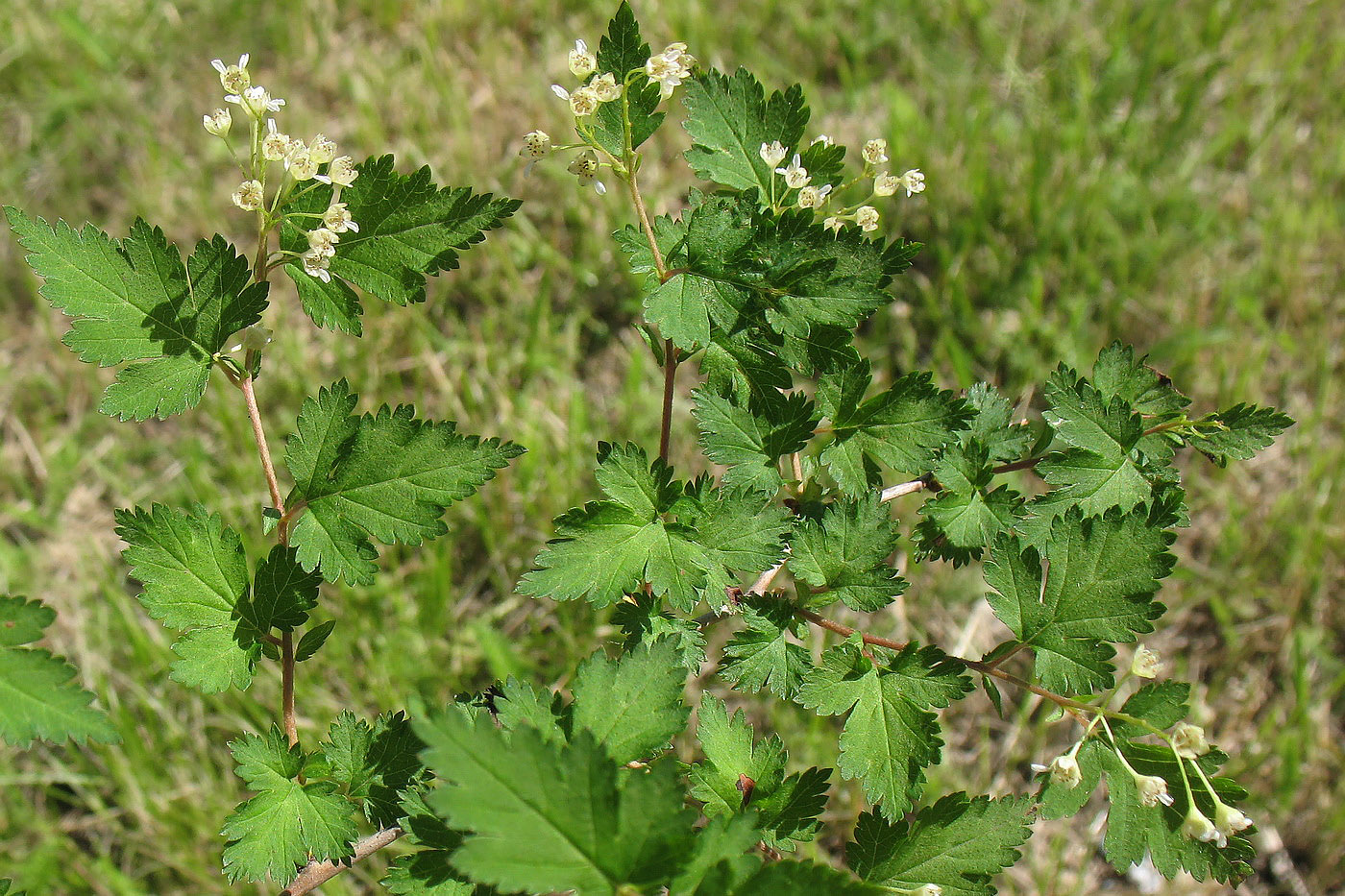 Image of Stephanandra incisa specimen.