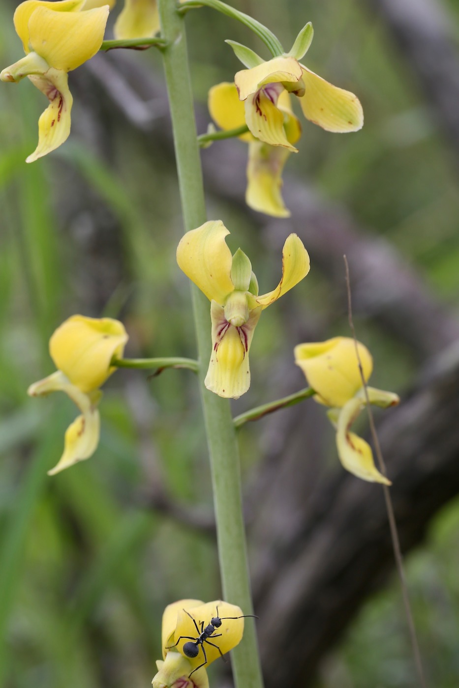 Изображение особи Eulophia speciosa.